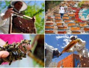 Doğu Karadeniz Bal İhracatını Katladı: Yeni Pazarlar Gündemde