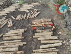 Düzce Orman Ürünleri İhracatında Rekor Kırıyor