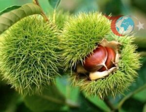 Düzce’de Kestane Bahçesi Kurmak İsteyen Çiftçilere Büyük Destek!