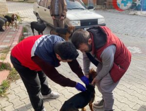 Emet İlçesinde Evcil Hayvanlar Mikroçiple Kimlikleniyor ve Koruyucu Aşılanıyor