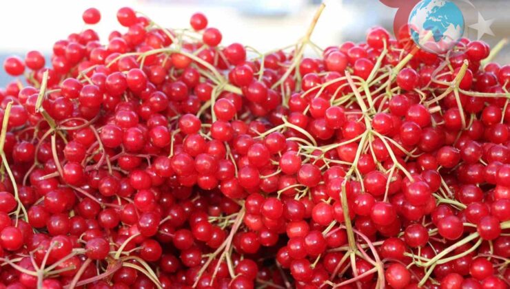 Erzincan’ın Şifa Kaynağı: Gilaburu Meyvesi Tezgâhlarda