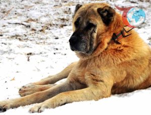 Erzurum’un Çoban Köpekleri: Tarihi Diplomatik İlişkilerin Unutulmaz Elçileri