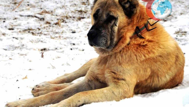 Erzurum’un Çoban Köpekleri: Tarihi Diplomatik İlişkilerin Unutulmaz Elçileri