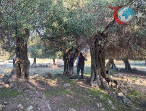 Gökçeada’nın Yüzyıllık Zeytin Ağaçları ve Ladolia’nın Hikayesi