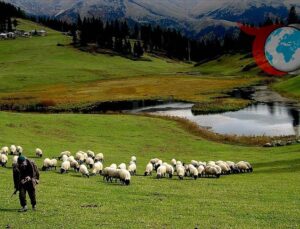 Hayvancılık Desteklemelerinde Yeni Dönem: Sürdürülebilir Üretime Yönelik Değişiklikler