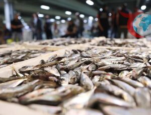 İstanbul’da Balık Sezonu Hamsi Bereketiyle Başladı