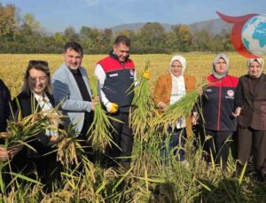 Konuralp Pirinci Verimliliğinde Damlama Sulama ile Devrim