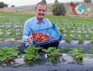 Köprübaşı’nda Dört Mevsim Çilek Üretimi: Ekonomiye Aromatik Katkı