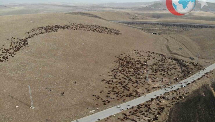 Kuzeydoğu Anadolu’nun Zorlu Göçü: Iğdır’a Dönüş Yolculuğu Başladı