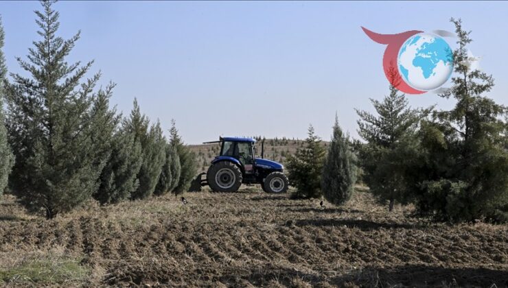 Milli Ağaçlandırma Günü: Türkiye’nin Yeşil Geleceğine Katkı