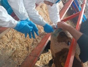 Nazilli’de Şap Hastalığına Karşı Yoğun Önlemler Alınıyor