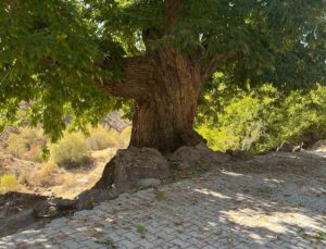 Öğrenciler İçin Özel Hikâye Yarışması: “Kestanenin Sesi, Yeşil Vatanın Hikâyesi”