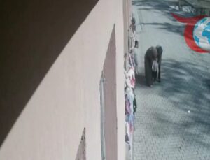 Öğretmenlerin Duyarlılığı: Ağrı’da Şeker Yutan Çocuğa Anında Müdahale