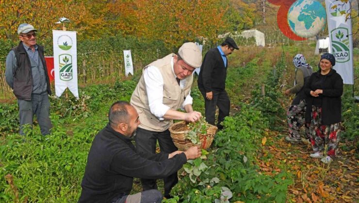 Osmangazi’de Organik Ahududu Hasadı: Doğa ve İnsan İş Birliği