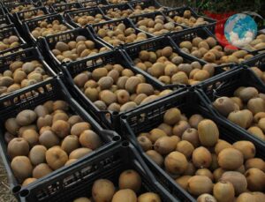 Samsun’da Kivi Üretimi Artıyor: Hasat Etkinliği ve Mücadele Çalışmaları