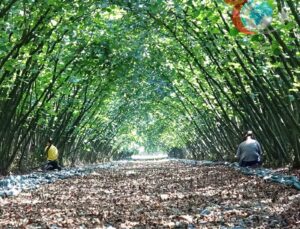 Samsun’da KKYDP ile 63 Yatırımcıya Fındık Hasat Filesi Desteği