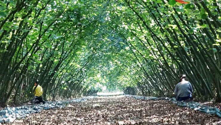 Samsun’da KKYDP ile 63 Yatırımcıya Fındık Hasat Filesi Desteği