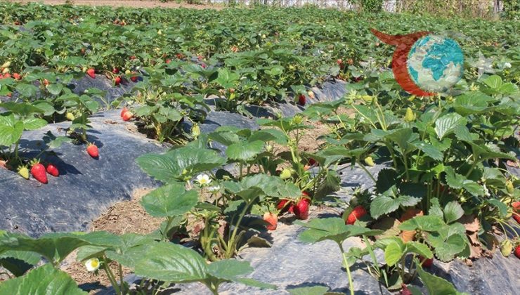 Türkiye’de Organik Tarım ve İyi Tarım Uygulamalarındaki Yükseliş