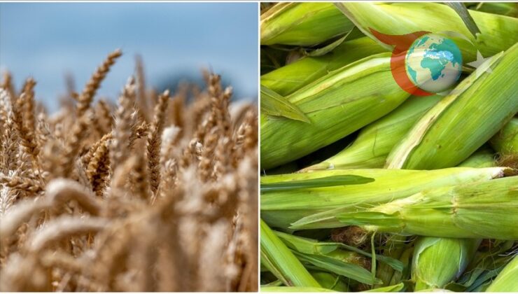 Türkiye’nin Arpa ve Mısır İthalatında Büyük Artış