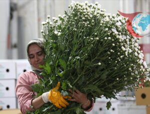 Türkiye’nin Çiçek İhracatında Rekor Yıl: 80 Ülkeye Ulaşan Başarı