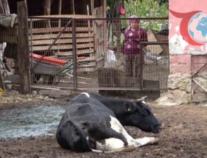 Uludağ Üniversitesi’nden Şap Hastalığı Uyarısı: Yeni Varyantlarla Karşı Karşıyayız