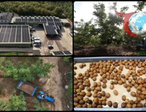Yenilenebilir Enerjiyle Ceviz Üretiminde Devrim: Kırklareli’nde Örnek Proje