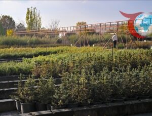 Yeşil Vatan İçin Seferberlik: 81 İlde Fidan Sahiplenme Yarışı