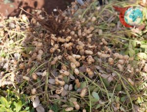 Adıyaman Üniversitesi’nden Bölge Tarımına Yenilikçi Katkılar