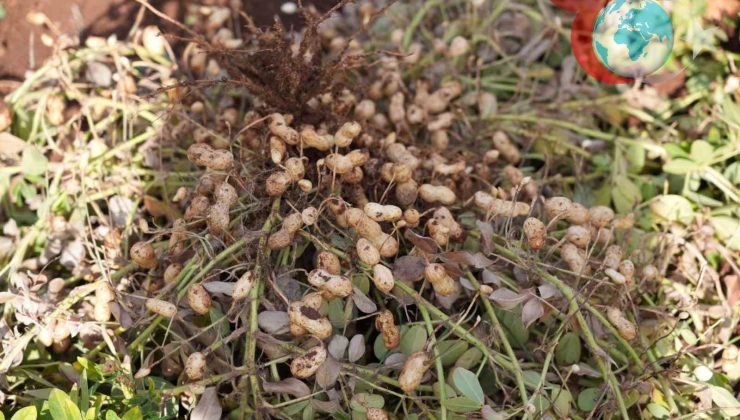 Adıyaman Üniversitesi’nden Bölge Tarımına Yenilikçi Katkılar