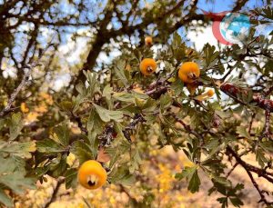 Alıç Meyvesi: Doğal Sağlık Destekçisi