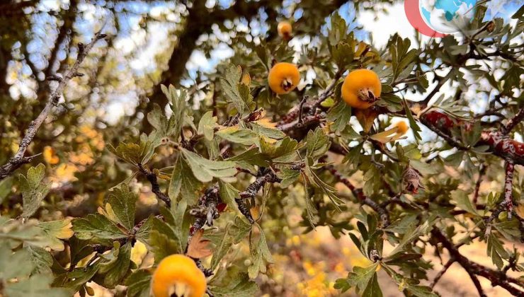 Alıç Meyvesi: Doğal Sağlık Destekçisi