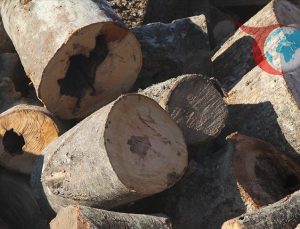 Ankara’da Ormanlar İçin Çok Katmanlı Koruma Modeli