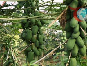 Antalya’dan Dünyaya: Papaya Üretiminde Yükseliş
