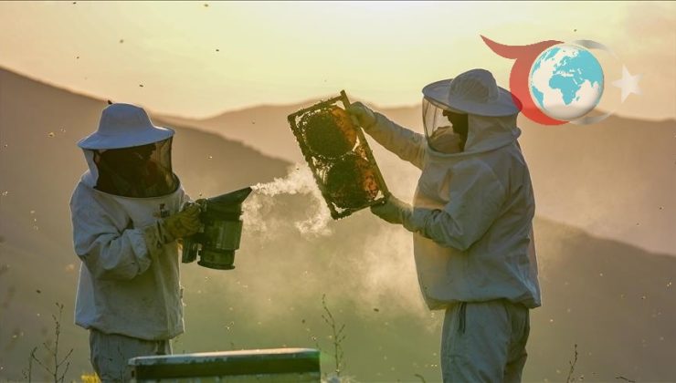 Arı Ölümlerinde Kışlama Dönemi Alarm Veriyor