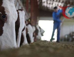 Besilik Hayvan Üretiminde Yeni Dönem: Suni Tohumlama Protokolü İmzalandı