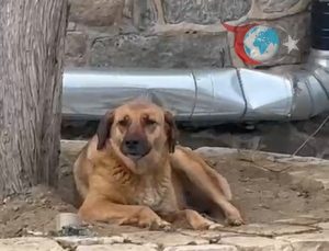 Bursa’nın Tarihi Hanlar Bölgesi’nde Ezan Sırasında Uluyan Köpek