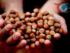 Düzce’den Avrupa Birliği’ne Fındık İhracatında Büyük Atılım