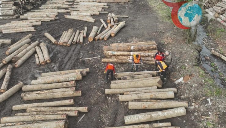 Düzce’den Orman Ürünleri İhracatında Rekor Artış