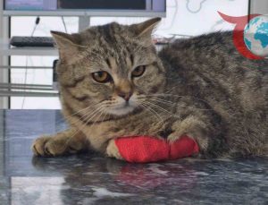 Düzce’nin Yeni İhracat Yıldızı: Kedi ve Köpek Maması