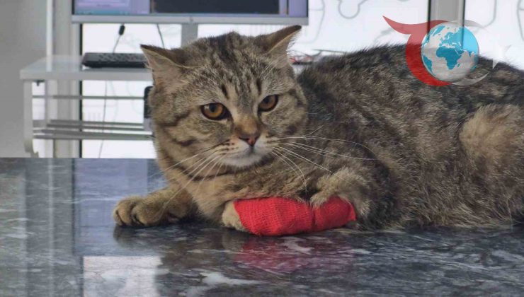 Düzce’nin Yeni İhracat Yıldızı: Kedi ve Köpek Maması