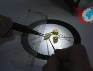 Emekli Öğretmenin Keşfi: Yeni Bir Bitki Türü Türkiye’de Keşfedildi
