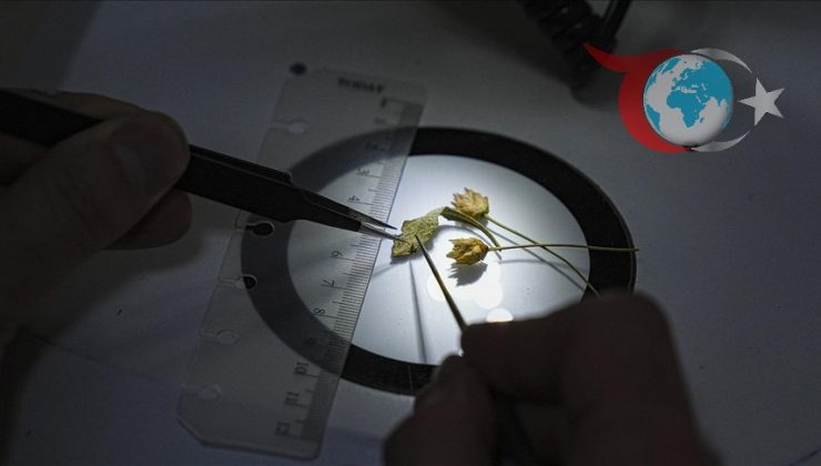 Emekli Öğretmenin Keşfi: Yeni Bir Bitki Türü Türkiye’de Keşfedildi