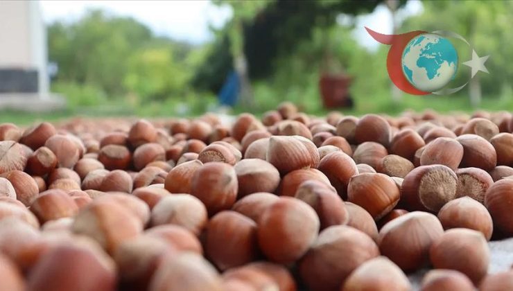 Fındık İhracatında Düşüş: Karadeniz’den Dünya Pazarına Giden Yol