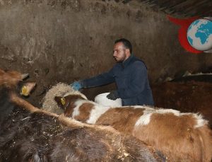 Genç Girişimci Umut Dursun’dan Hayvancılıkta Başarı Hikayesi