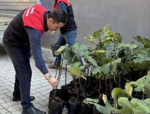 Gömeç’te İncir Üretiminde Büyük Atılım: 499 Sertifikalı Fidan Üreticilere Dağıtıldı