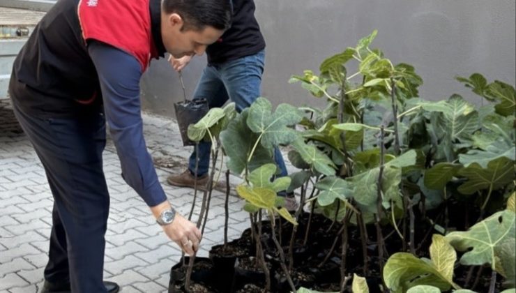 Gömeç’te İncir Üretiminde Büyük Atılım: 499 Sertifikalı Fidan Üreticilere Dağıtıldı