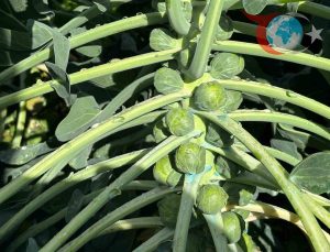 İznik Brüksel Lahanası Üreticileri Zarar Etme Tehlikesiyle Karşı Karşıya