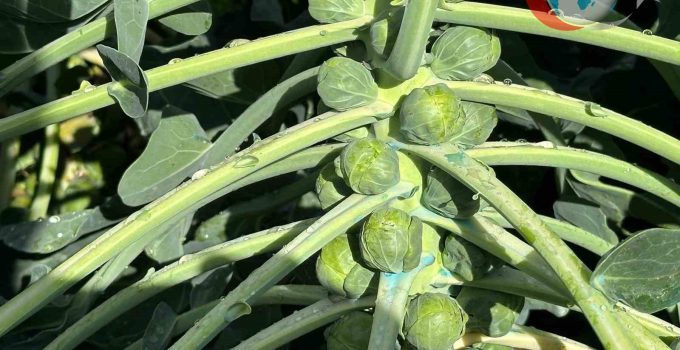 İznik Brüksel Lahanası Üreticileri Zarar Etme Tehlikesiyle Karşı Karşıya