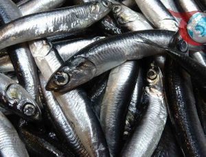 Karadeniz’deki Balık Bereketi: Hamsi ve İstavritin Altın Çağı