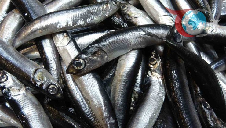 Karadeniz’deki Balık Bereketi: Hamsi ve İstavritin Altın Çağı